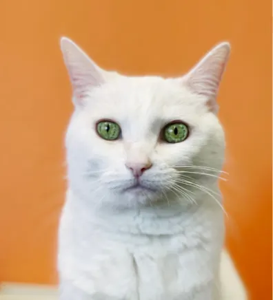 Princess Buttercup, a white short-hair cat